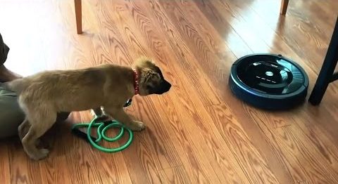Cum să opriți câinele să latre la aspirator