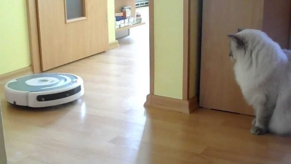 Se tem pisicile de aspiratoarele robot